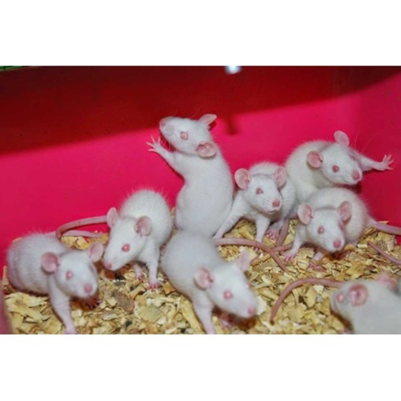 Rat