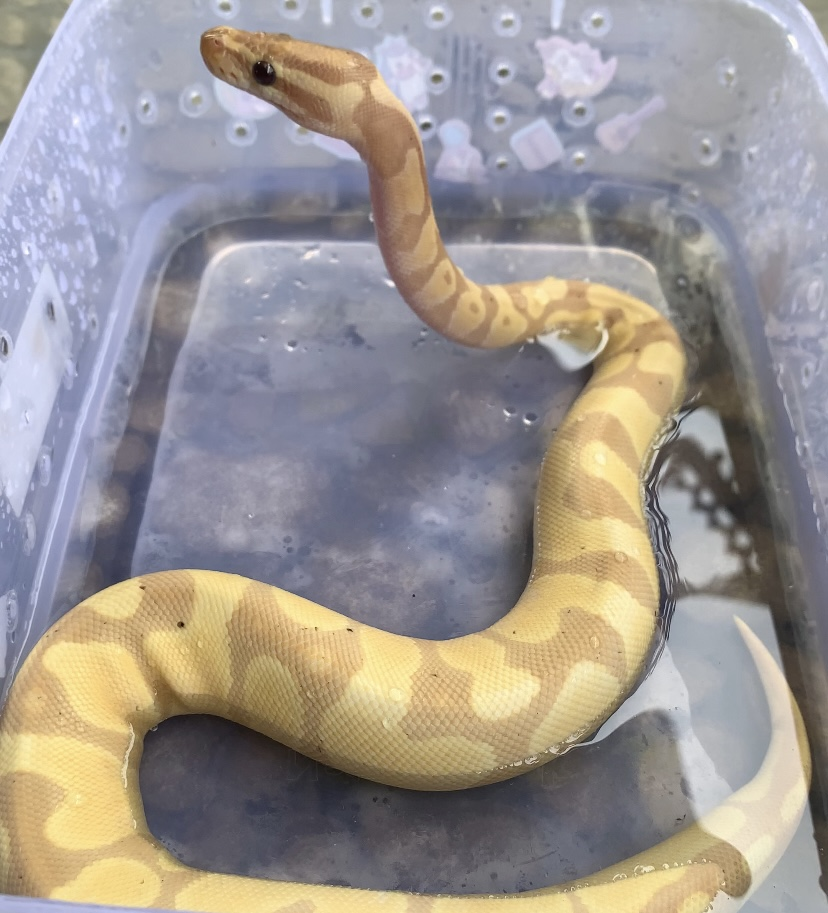TwinsReptile