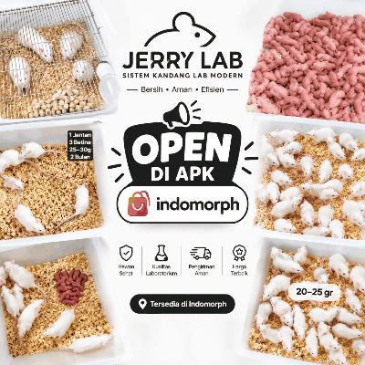 Tikusputih JerryLab.ID