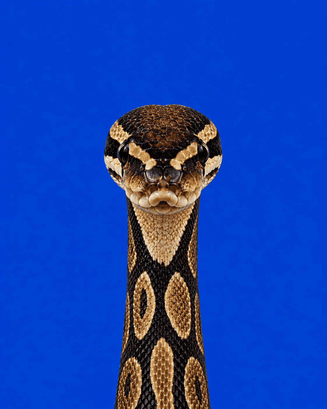 Ahmad Reptile