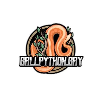 Spotnose Yellowbelly Desert Ghost Clown — Ball Python Dijual | INDOMORPH